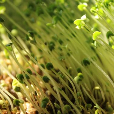 Lush green microgreens sprouting under sunlight, highlighting fresh growth and organic gardening.